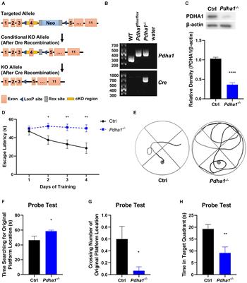 Conditional Knockout of Pdha1 in Mouse Hippocampus Impairs Cognitive Function: The Possible Involvement of Lactate